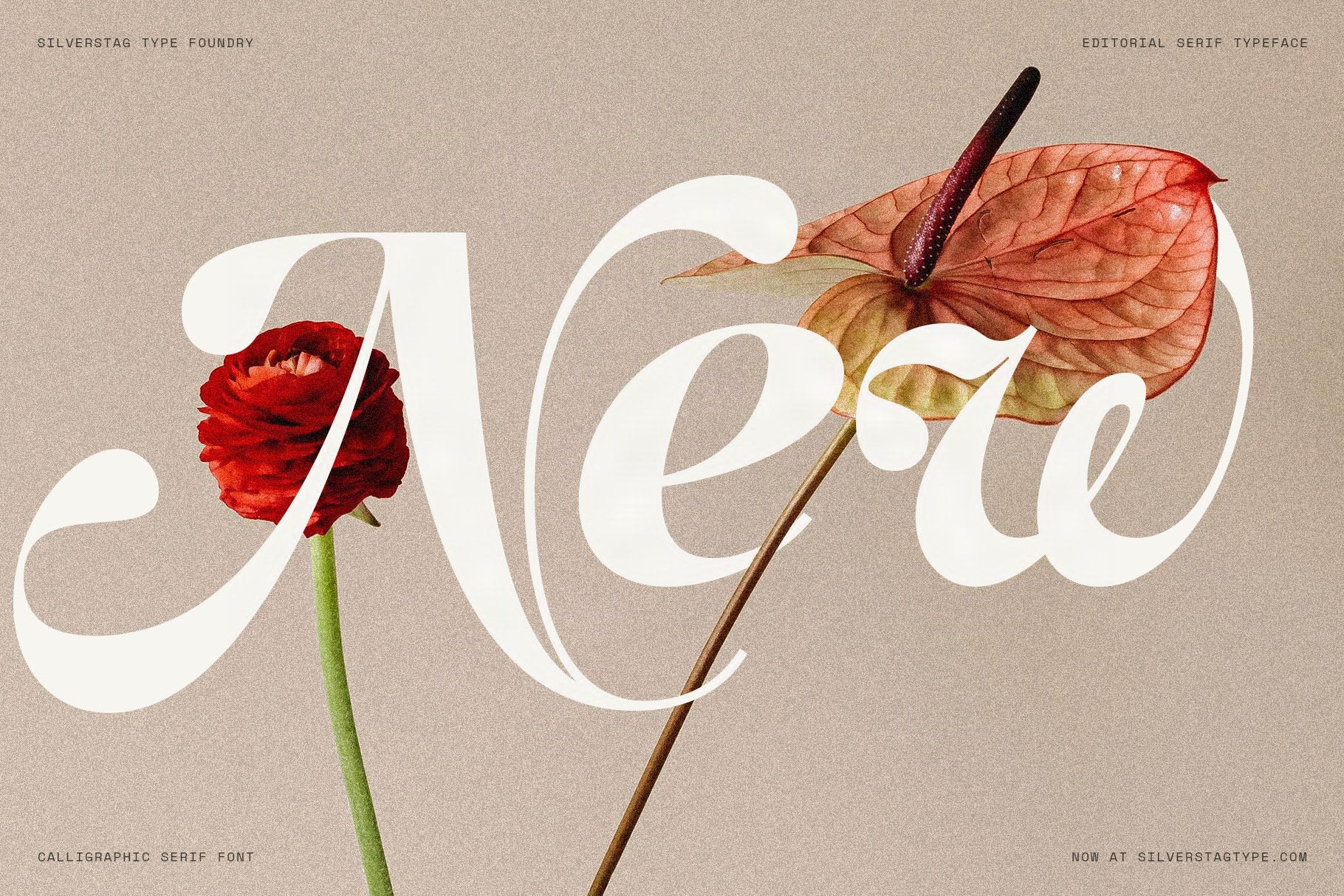 SLTF Netsera — Calligraphic Editorial Serif Typeface