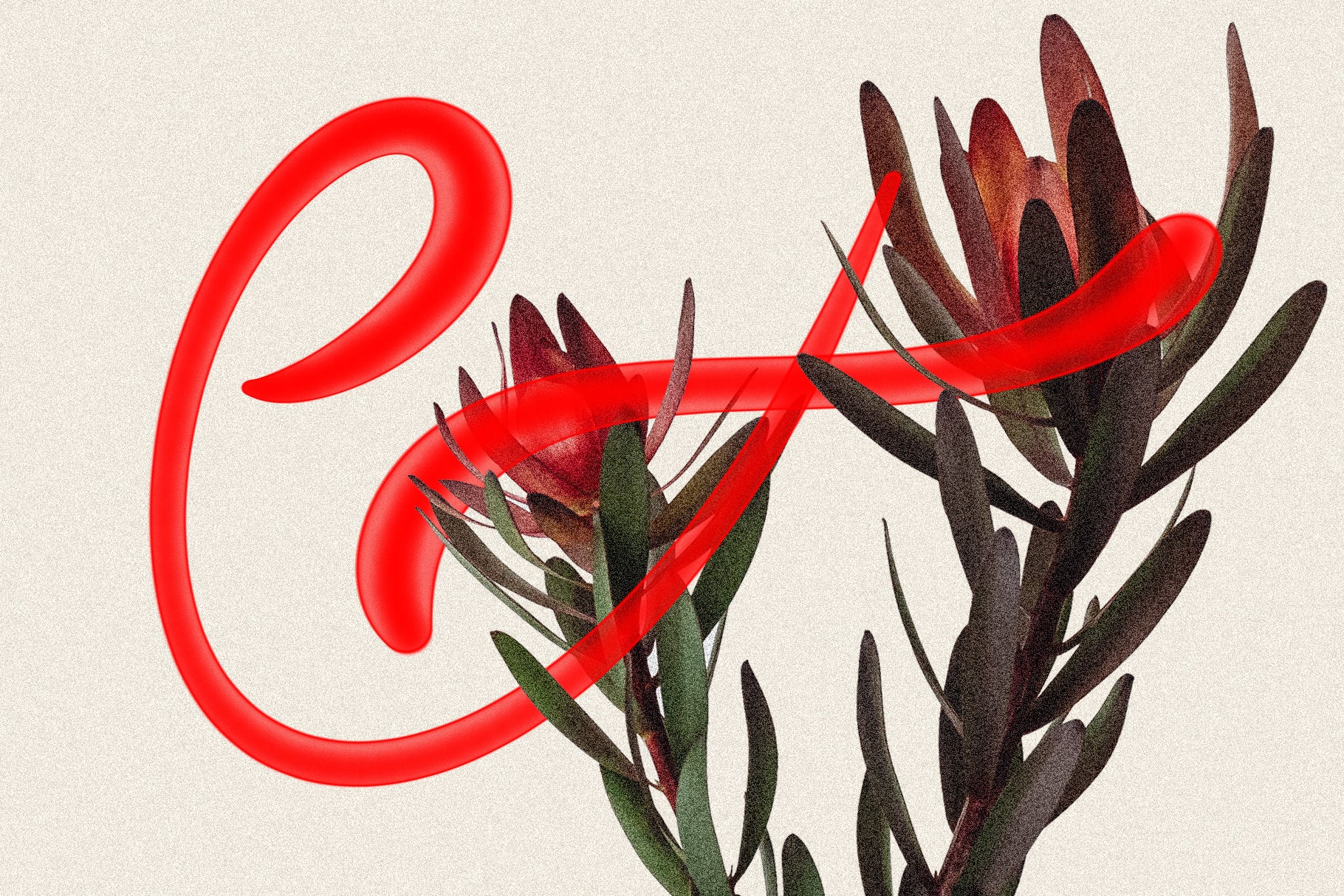 Royal Summer - Experimental Display Typeface