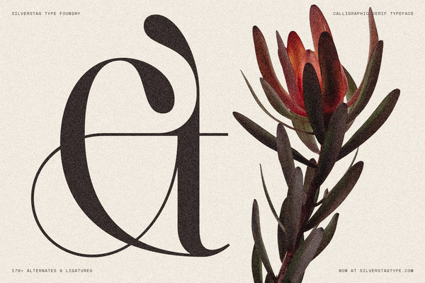 SLTF Netsera - Calligraphic Serif Typeface