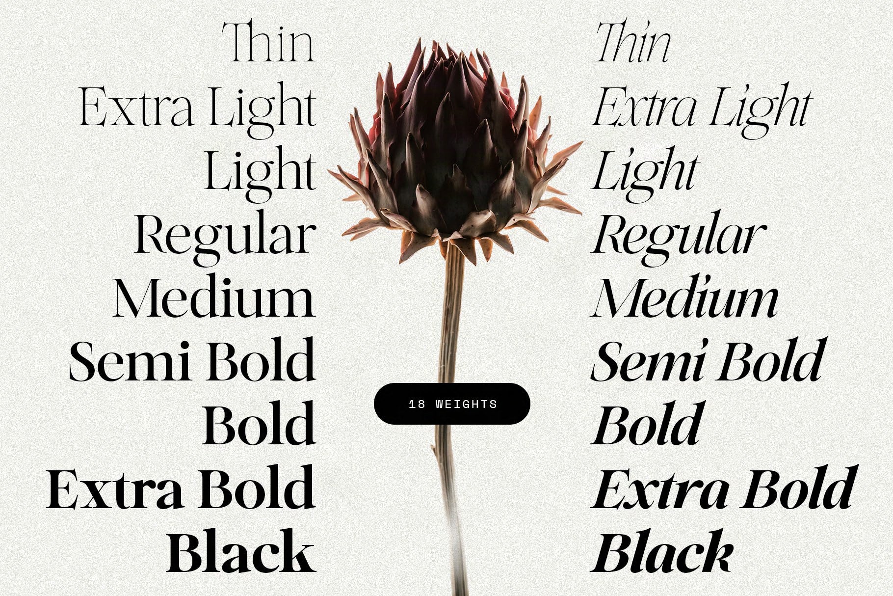 SLTF Netsera — Calligraphic Editorial Serif Typeface