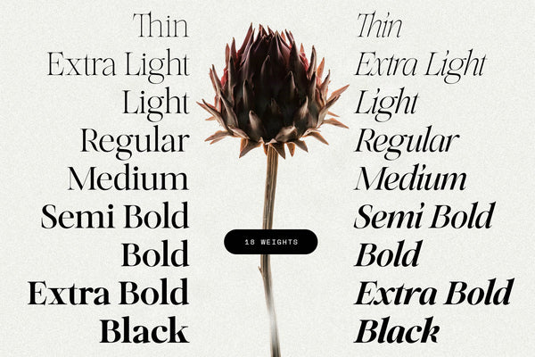 SLTF Netsera — Calligraphic Editorial Serif Typeface