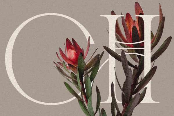 Cosmic Solace - Ligature Rich Serif Typeface