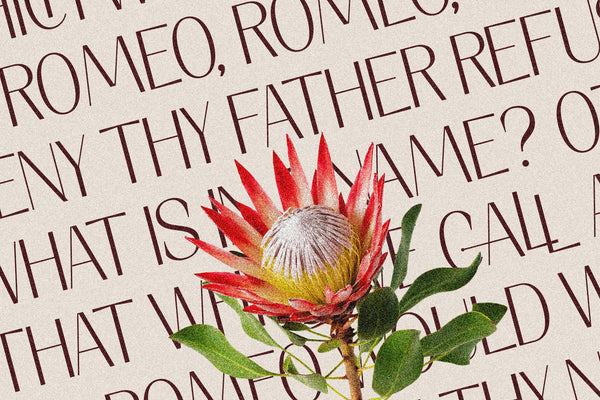 Elio & Oliver - An 18-Font Sans Serif Typeface