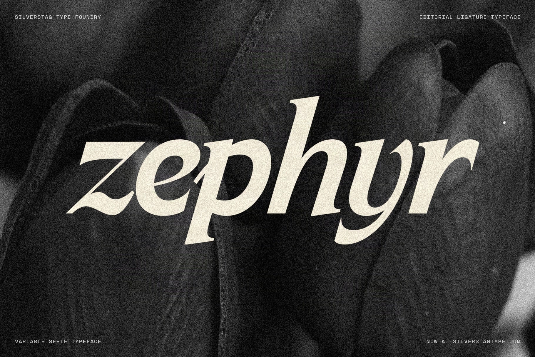 SLTF Arcilla Bold Italic specimen — the single word zephyr set in large cream letterforms against a close-up black and white photograph of dark curved leaves. The calligraphic italic z and y are particularly expressive at this scale. A strong editorial image demonstrating Arcilla in nature and lifestyle branding contexts.